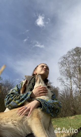 Услуги кинолога