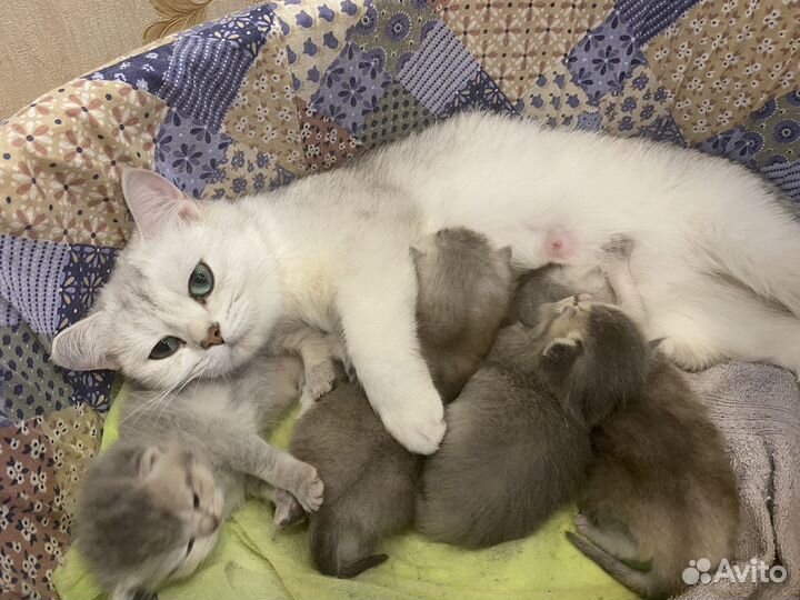Британские котята