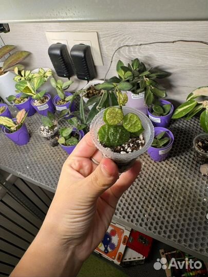 Дисхидия хирсута