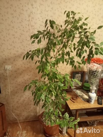 Фикус бенджамина