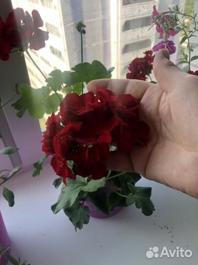 Пеларгония герань