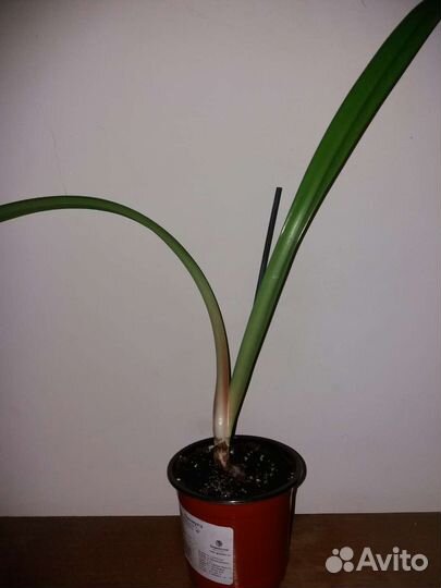 Гиппеаструм