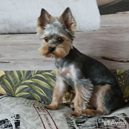 Йоркширский терьер вязка