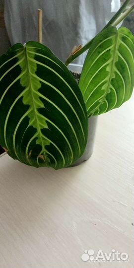 Рипсалис, маранта, сциндапсус Треби экзотик