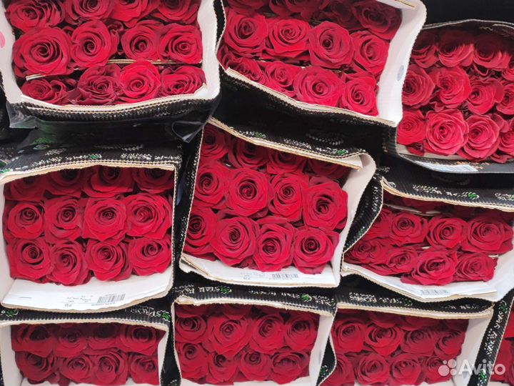 Роза Эквадор Голландия 70 см