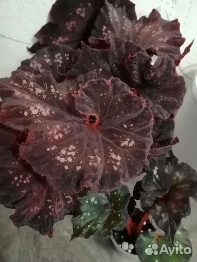 Бегонии Лерекс, детки