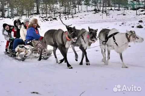 Тур Зимний Кольский. Териберка, Киты и олени