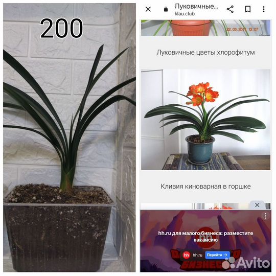 Кливия, спатифиллум