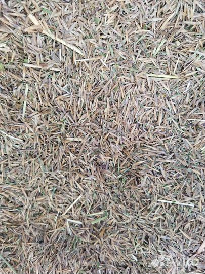 Семена костра