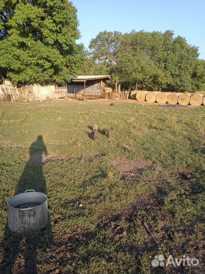 Вьетнамские поросята