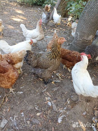 Куры несушки