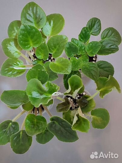 Набор из четырех фиалок