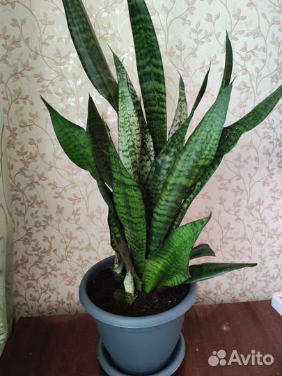 Сансевиерия