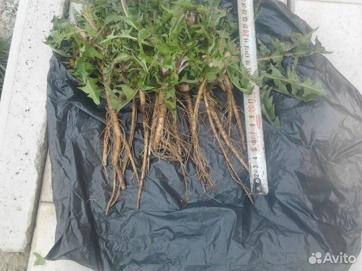 Корень одуванчика