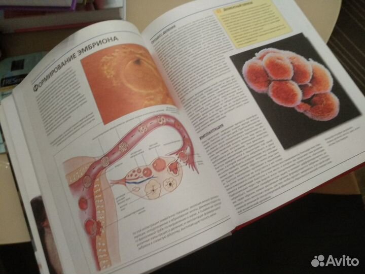 Большая книга родителей. Беременность и роды