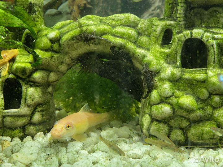 Сомики анциструсы