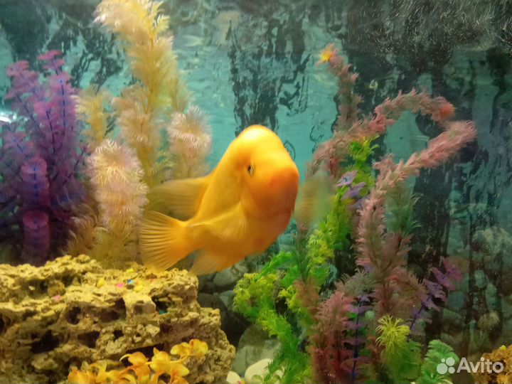 Аквариум с рыбками на 200 л