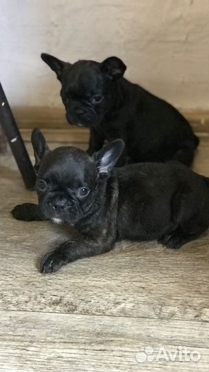 Щенки французского бульдога