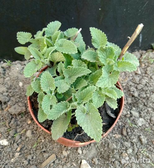 Любисток, мелисса, монарда, чабрец