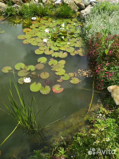 Нимфея белая