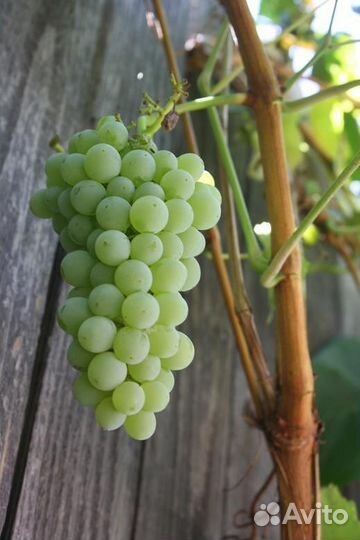 Виноград технический