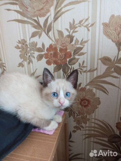Кошки в дар бесплатно