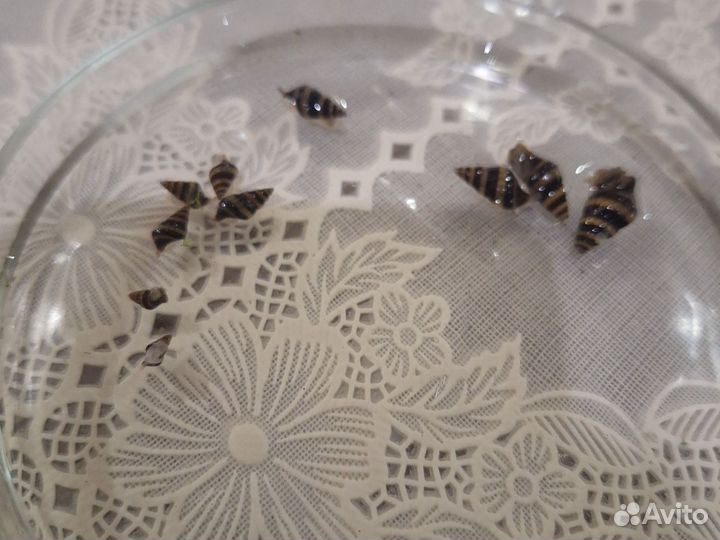 Продам улитку хелена