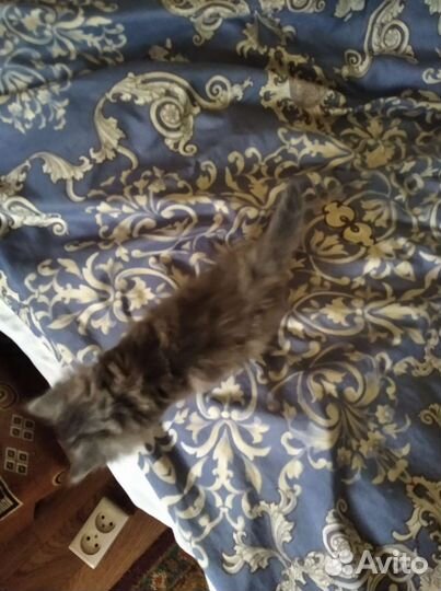 Кошки в добрые руки бесплатно