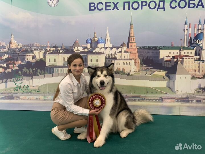 Аляскинский маламут вязка