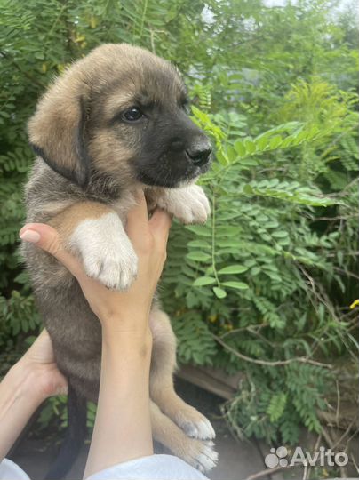 Щенок в добрые руки