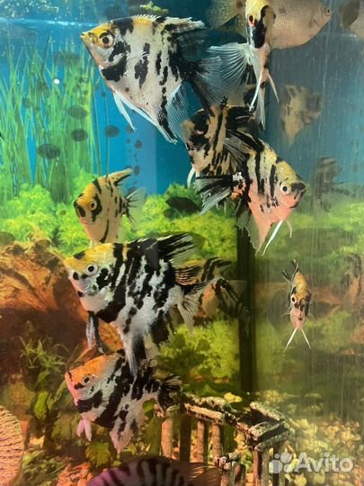 Рыба скалярия