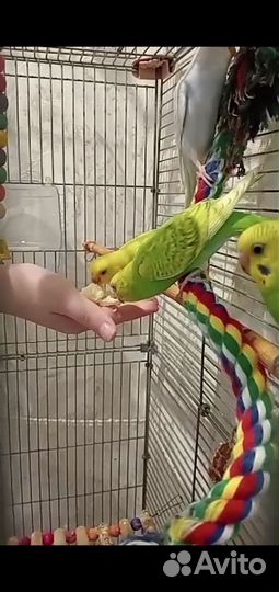 Волнистые попугаи птенцы