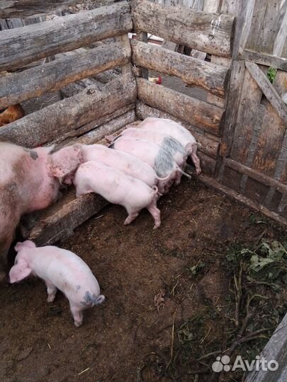 Поросенок ландрас + белая русская