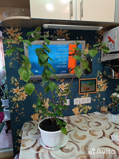 Гибискус китайская роза большая