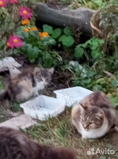 Отдам в добрые руки