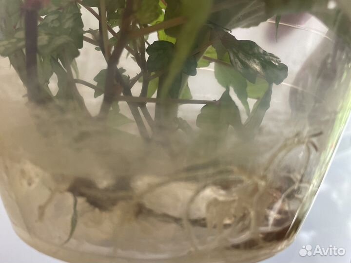 Бегония каудексная