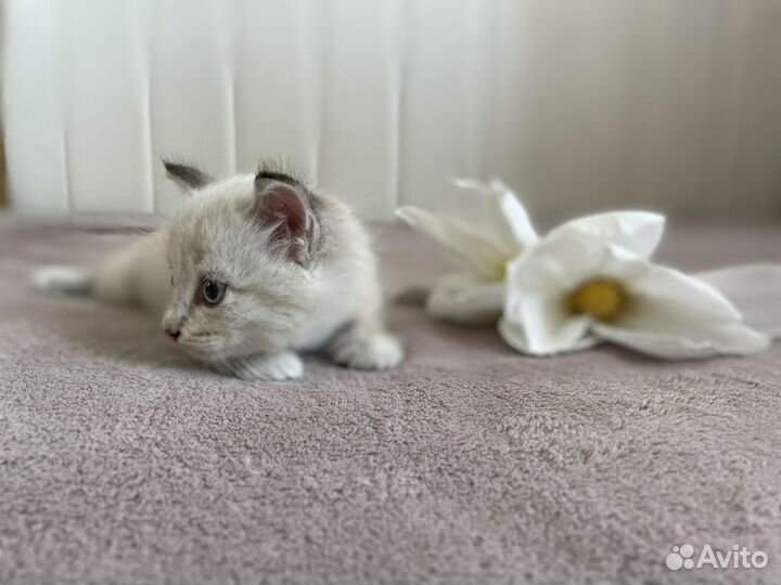 Котята бесплатно