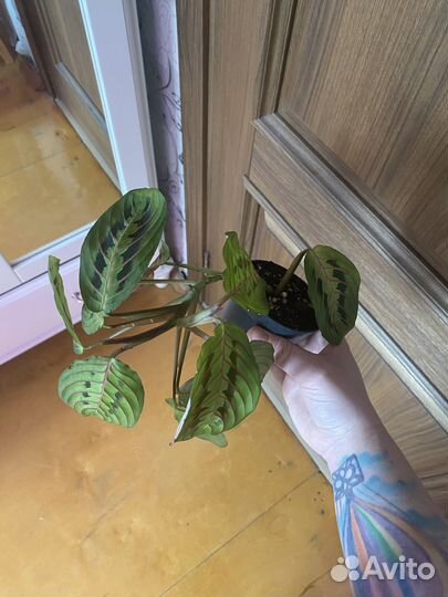 Маранта триколор