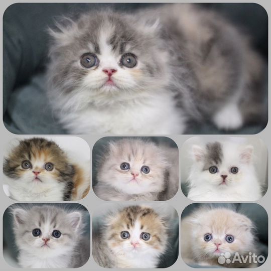 Питомник пушистых котят Kristal Rose*RU