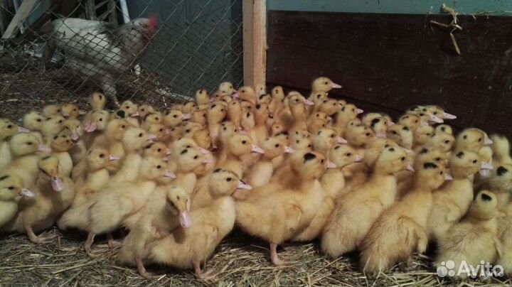 Муларды и утята подрощенные