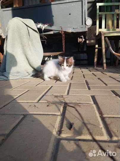 Отдам бесплатно