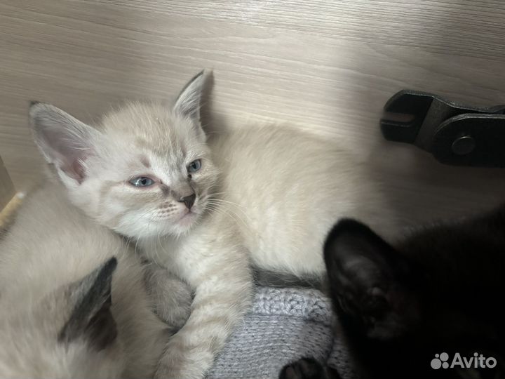 Сиамские котята