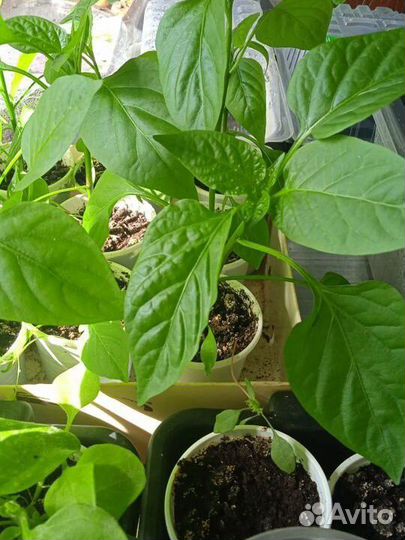 Рассада перца сладкого