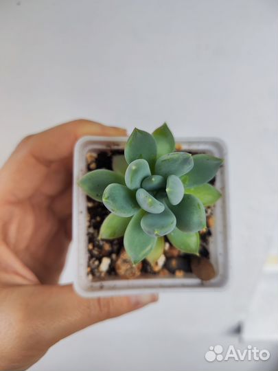 Пахиверия Драко