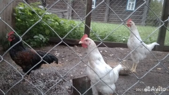 Коза, подсадные утки, цыплята, куры несушки