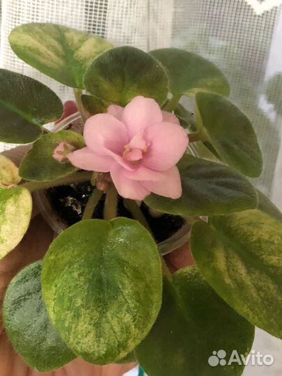 Фиалка Trinket o' Pink (E. Champion) цветущая