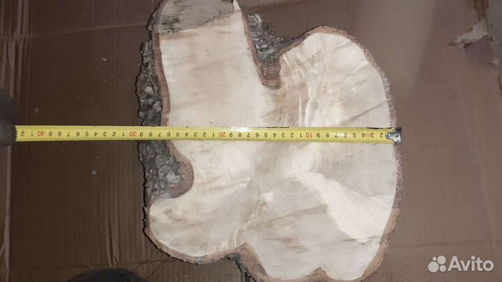 Сувель каменной берёзы