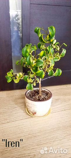 Сортовые фикусы