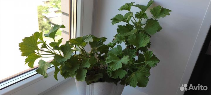 Пеларгония герань королевская