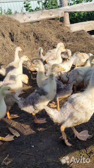 Гусята